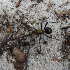 Polyrhachis semiaurata at Guerilla Bay, NSW - 18 Apr 2019