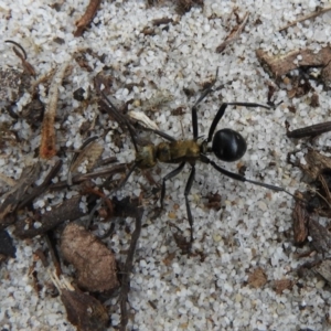 Polyrhachis semiaurata at Guerilla Bay, NSW - 18 Apr 2019 12:26 PM