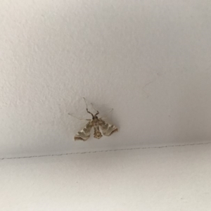 Sceliodes cordalis at Wright, ACT - 22 Apr 2019 10:01 AM