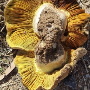 Phylloporus sp. at Watson, ACT - 22 Apr 2019