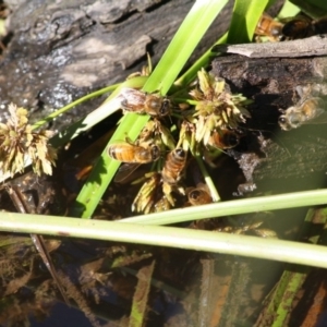 Apis mellifera at Deakin, ACT - 22 Apr 2019