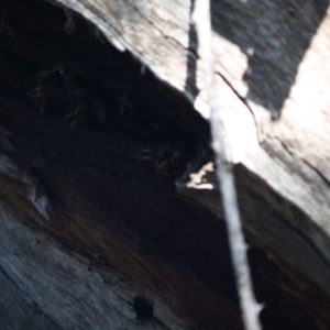 Apis mellifera at Deakin, ACT - 22 Apr 2019 12:25 PM