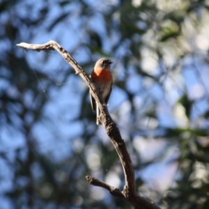 Petroica boodang at Deakin, ACT - 22 Apr 2019 12:40 PM