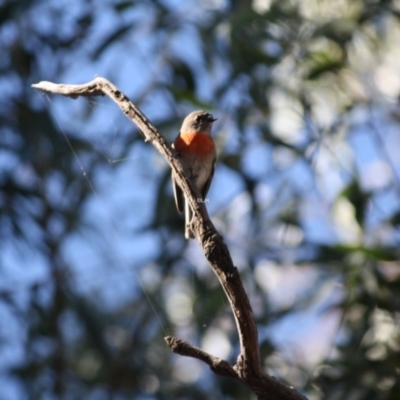 Petroica boodang (Scarlet Robin) at Red Hill Nature Reserve - 22 Apr 2019 by LisaH