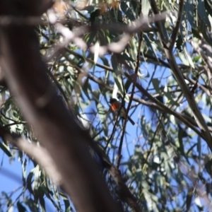 Petroica boodang at Deakin, ACT - 22 Apr 2019 12:40 PM