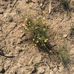 Xerochrysum viscosum (Sticky Everlasting) at Deakin, ACT - 22 Apr 2019 by LisaH