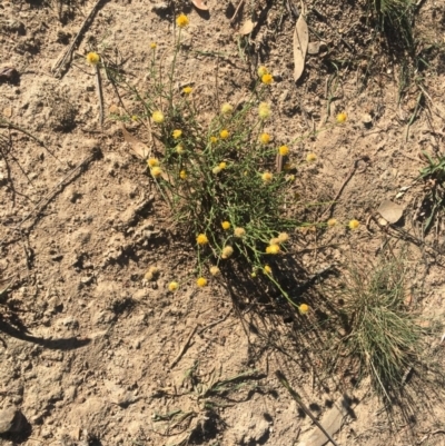 Xerochrysum viscosum (Sticky Everlasting) at Deakin, ACT - 21 Apr 2019 by LisaH