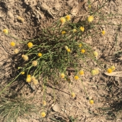 Xerochrysum viscosum at Deakin, ACT - 22 Apr 2019 09:50 AM