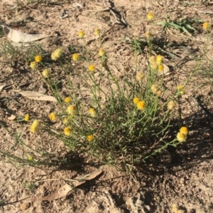 Xerochrysum viscosum at Deakin, ACT - 22 Apr 2019 09:50 AM