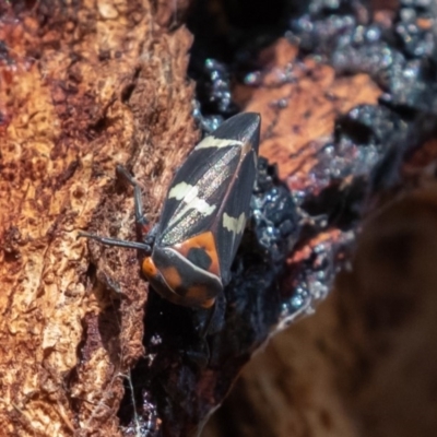 Eurymeloides pulchra (Gumtree hopper) at Symonston, ACT - 21 Apr 2019 by rawshorty