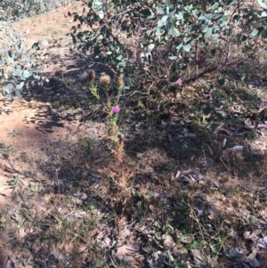 Cirsium vulgare at Deakin, ACT - 22 Apr 2019