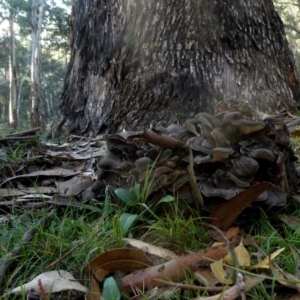 Grifola colensoi at Farringdon, NSW - 21 Apr 2019