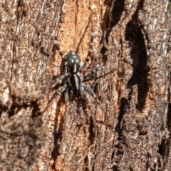 Nyssus coloripes (Spotted Ground Swift Spider) at Symonston, ACT - 22 Apr 2019 by rawshorty