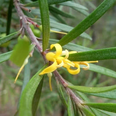 Persoonia linearis (Narrow-leaved Geebung) at Bombay, NSW - 21 Apr 2019 by Wandiyali