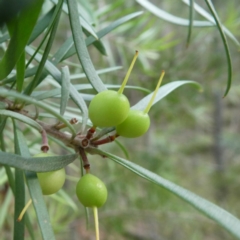 Persoonia linearis at Bombay, NSW - 21 Apr 2019