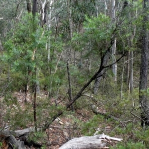 Persoonia linearis at Bombay, NSW - 21 Apr 2019