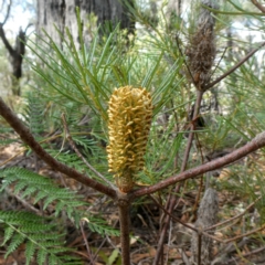 Banksia spinulosa var. spinulosa (Hairpin Banksia) at Farringdon, NSW - 21 Apr 2019 by Wandiyali