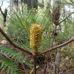 Banksia spinulosa var. spinulosa at Farringdon, NSW - 21 Apr 2019