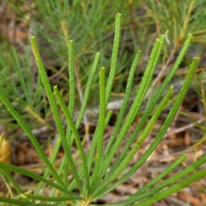 Banksia spinulosa var. spinulosa at Farringdon, NSW - 21 Apr 2019