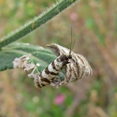 Lepidoscia cataphracta (A Case moth) at Tharwa, ACT - 21 Apr 2019 by RodDeb