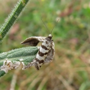 Lepidoscia (genus) ADULT at Tharwa, ACT - 21 Apr 2019