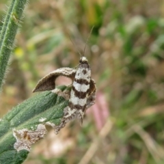 Lepidoscia (genus) ADULT at Tharwa, ACT - 21 Apr 2019