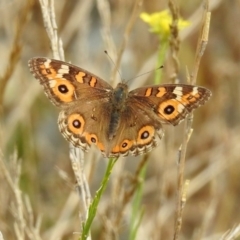 Junonia villida (Meadow Argus) at Tharwa, ACT - 21 Apr 2019 by RodDeb