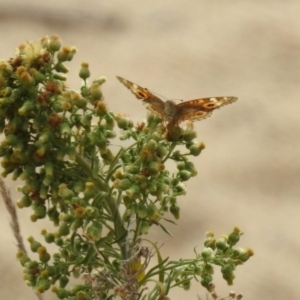 Junonia villida at Tharwa, ACT - 21 Apr 2019