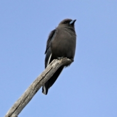 Artamus cyanopterus (Dusky Woodswallow) at Paddys River, ACT - 21 Apr 2019 by RodDeb