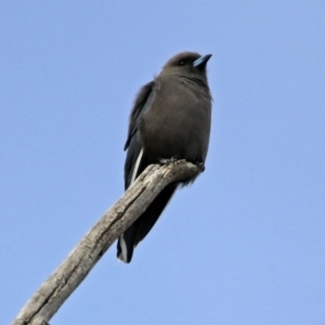 Artamus cyanopterus cyanopterus at Paddys River, ACT - 21 Apr 2019