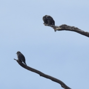 Artamus cyanopterus at Paddys River, ACT - 21 Apr 2019