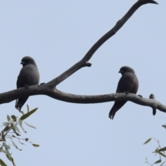 Artamus cyanopterus at Paddys River, ACT - 21 Apr 2019