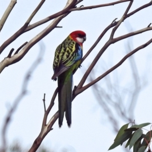 Platycercus eximius at Tennent, ACT - 21 Apr 2019