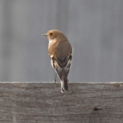 Petroica phoenicea (Flame Robin) at Paddys River, ACT - 21 Apr 2019 by RodDeb