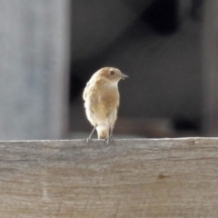 Petroica phoenicea at Paddys River, ACT - 21 Apr 2019