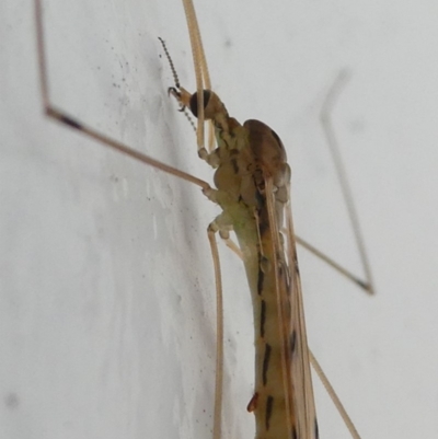 Limoniidae (family) (Unknown Limoniid Crane Fly) at Undefined, NSW - 19 Mar 2019 by HarveyPerkins