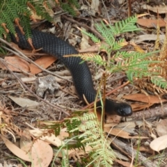 Pseudechis porphyriacus (Red-bellied Black Snake) at Guerilla Bay, NSW - 18 Apr 2019 by Christine