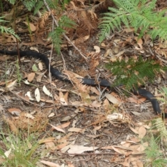 Pseudechis porphyriacus at Guerilla Bay, NSW - 18 Apr 2019