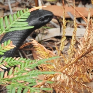 Pseudechis porphyriacus at Guerilla Bay, NSW - 18 Apr 2019