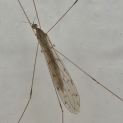 Limoniidae (family) (Unknown Limoniid Crane Fly) at Undefined, NSW - 21 Mar 2019 by HarveyPerkins