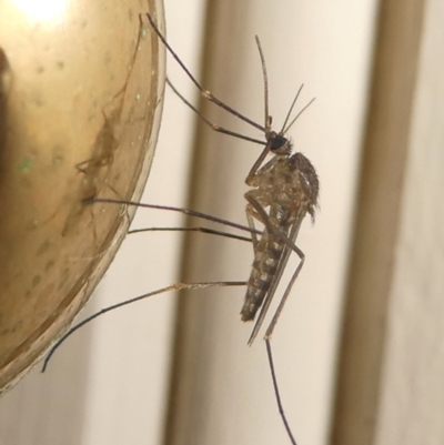 CULICIDAE (family) (Mosquito) at Barunguba (Montague) Island - 20 Mar 2019 by HarveyPerkins