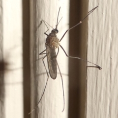 Culicidae (family) at Undefined, NSW - 20 Mar 2019 10:42 PM