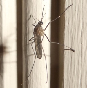 Culicidae (family) at Undefined, NSW - 20 Mar 2019