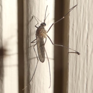 Culicidae (family) at Undefined, NSW - 20 Mar 2019 10:42 PM