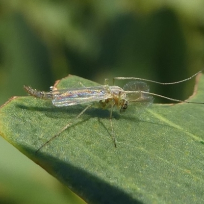 Chironomidae (family) (Non-biting Midge) at Barunguba (Montague) Island - 22 Mar 2019 by HarveyPerkins