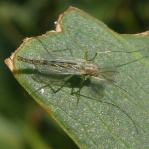 Chironomidae (family) at Undefined, NSW - 23 Mar 2019