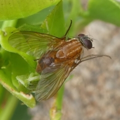 Dichaetomyia sp. (Bush fly) at Undefined, NSW - 20 Mar 2019 by HarveyPerkins