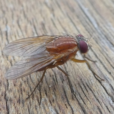 Dichaetomyia sp. (genus) (Bush fly) at Barunguba (Montague) Island - 22 Mar 2019 by HarveyPerkins