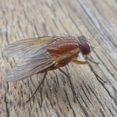 Dichaetomyia sp. (Bush fly) at Undefined, NSW - 22 Mar 2019 by HarveyPerkins