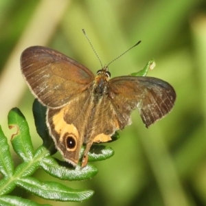 Hypocysta metirius at Guerilla Bay, NSW - 18 Apr 2019